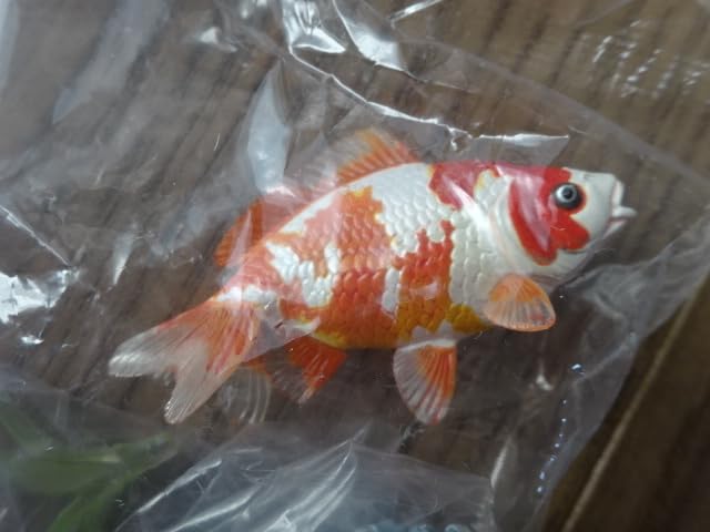 Amazon.co.jp: 原色鑑賞魚図鑑Ⅰ 改訂増補版 ワキン 和金 観賞魚